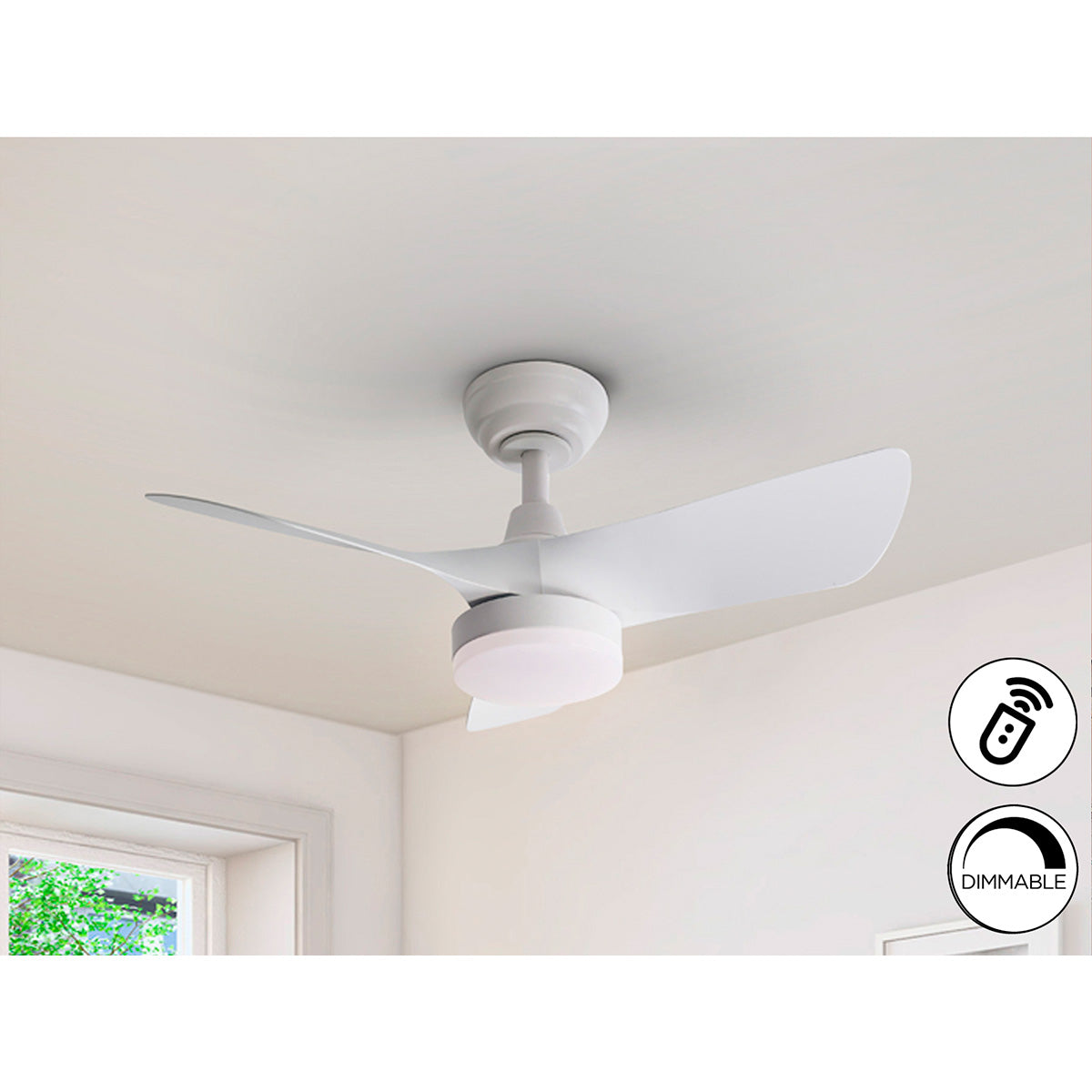 Evantai alb tropical